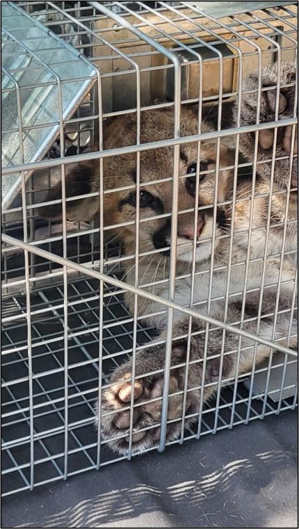 Cougar kitten caught in a cage trap