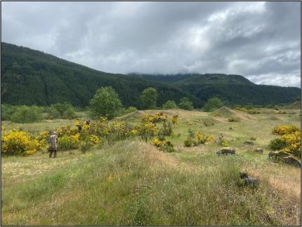 A field of scotch broom