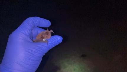 A Yuma myotis at release.