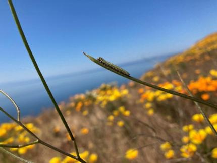An IMB caterpillar amidst the poppies at Cattle Point. 