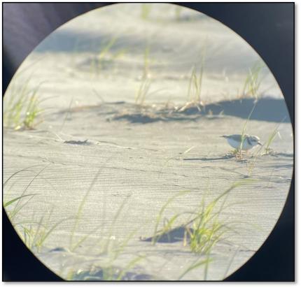 Snowy plover through a lens