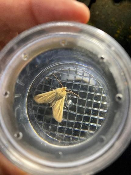 Sand verbena moth in a collection vial.