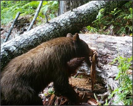 A bear digging food out of a camera trap