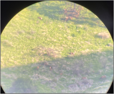 Elk calves spotted through a scope