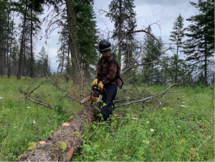 Tree Removal at Clear Lake.