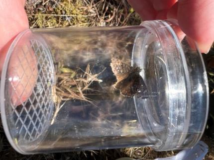 WDFW and Lummi Nation Biologists revel in the first duskywing capture of the survey.