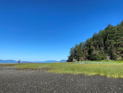 Pidgeon counting site in Skagit County