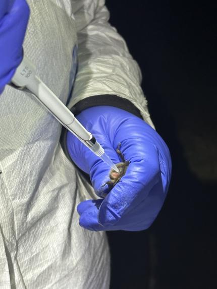 A bat receiving an oral vaccine