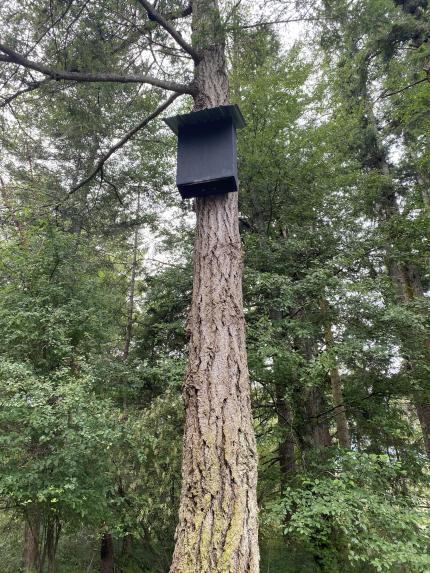 A occupied nest box