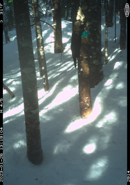 A fisher spotted climbing a tree