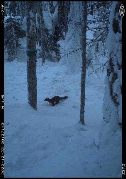 A fisher caught at one of District 11 stations