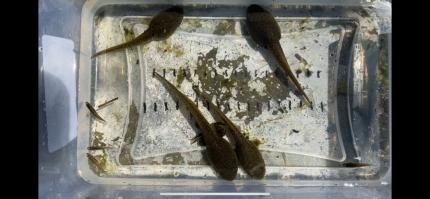 Wild Northern leopard frog tadpoles