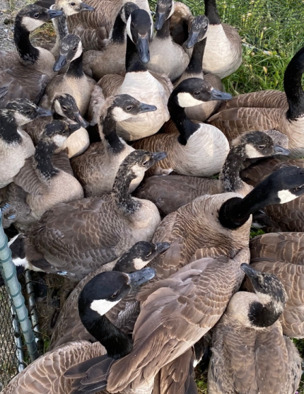 Captured geese ready for new band