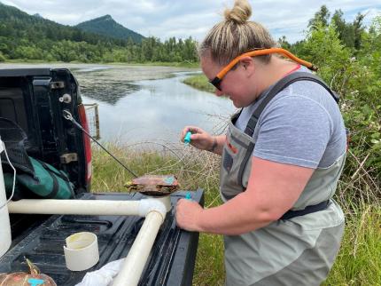 Biologist Fielding painting numbers on the shell of a turtle