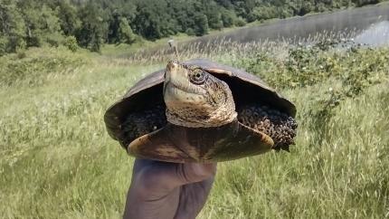 Northwestern pond turtle