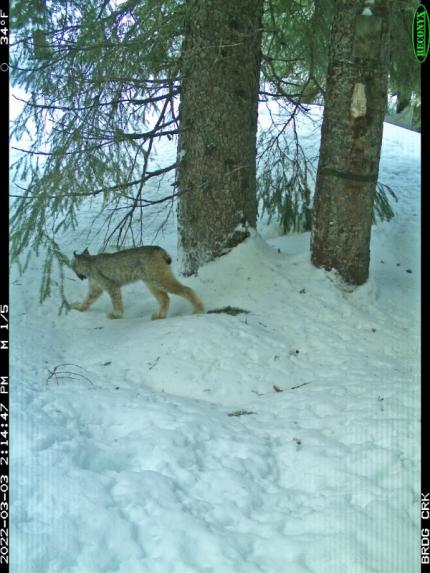 A lynx