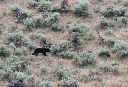 A black bear