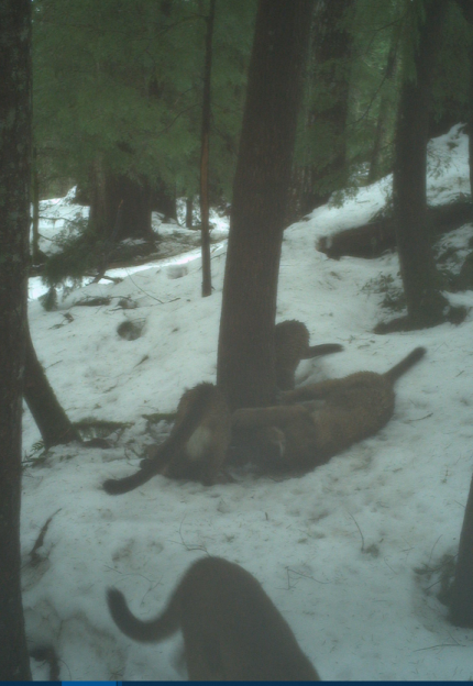 A cougar and three kittens at the base of a tree