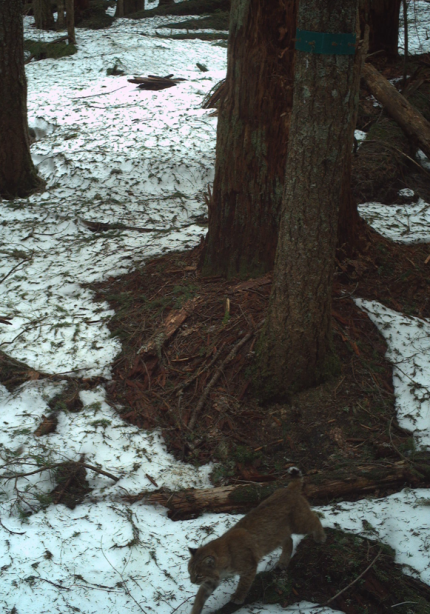 Winter Wildlife Control - Smokehouse Predator Bait Pint