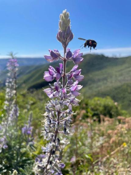 Bee approaching a lupine