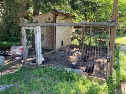 Unsecured chicken coop