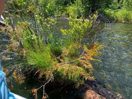 A potential location for a loon nest