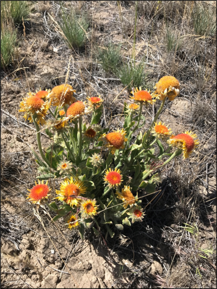 Blanket flower