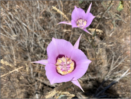 Sagebrush mariosa lily