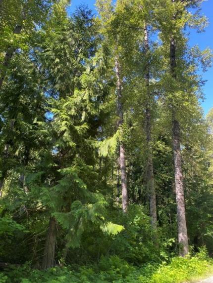 Several trees in the White River Unit