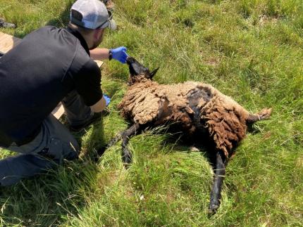 Jacobsen examining a deceased sheep