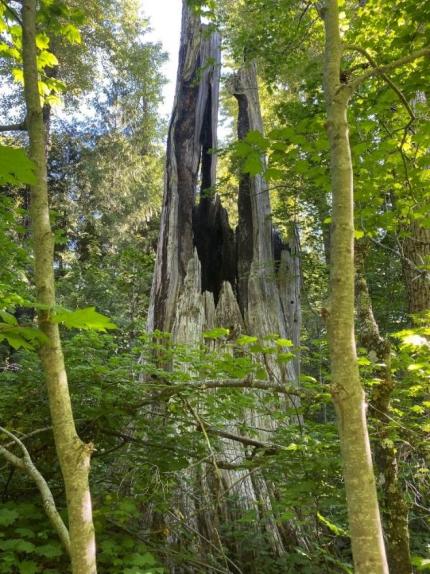 A tree in the White River Unit