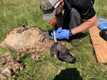 Jacobsen shaving a deceased sheep to examine it
