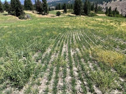 A field of orchard grass