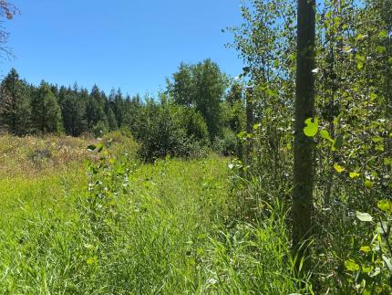 Comparison of quaking aspen growth inside and outside of exclosure fencing.