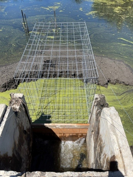 Completed beaver deceiver structure at the 7-acre pond outflow.