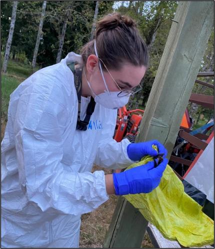 Technician Leipold removes a bat from the funnel trap.	