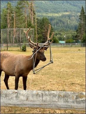 “Hammock Head” with a chair and a rope on his head. 