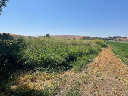 Conservation Reserve Program site before mowing took place
