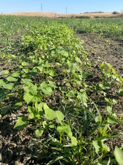 Windmill Ranch wetland buckwheat thriving after last week’s rain