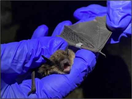 A processed bat with a brand-new wing band.