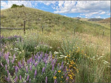 Summer morning landscape and wildflowers on the Chiliwist Unit