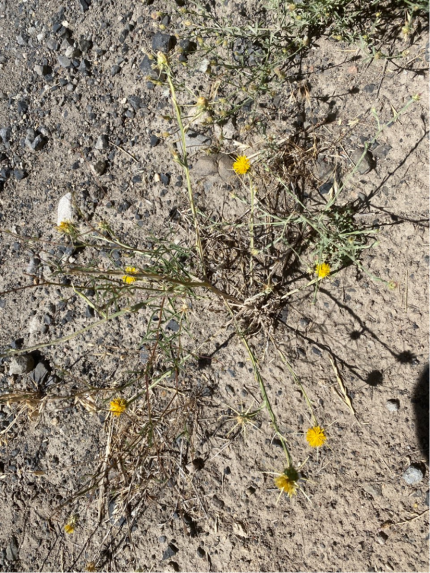 Oak Creek yellow star-thistle