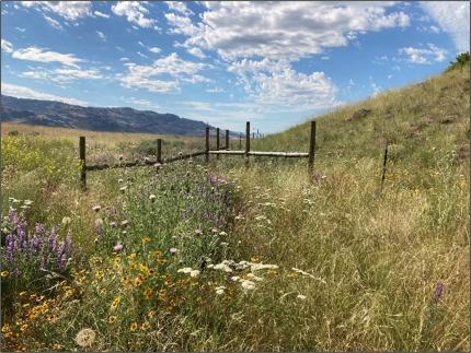 Chiliwist wildflowers and fence