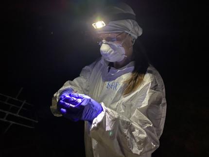 Volunteer Hadley preparing to release a bat after processing.