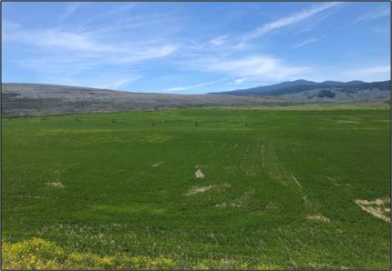 Newly planted grain hay field on the Charles and Mary Eder Unit