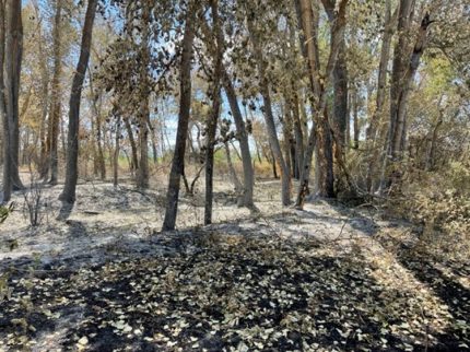 Donald Wapato fire damage.