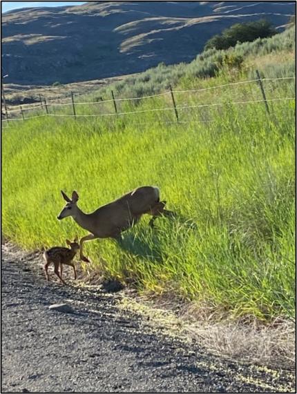 Mule deer doe and fawn
