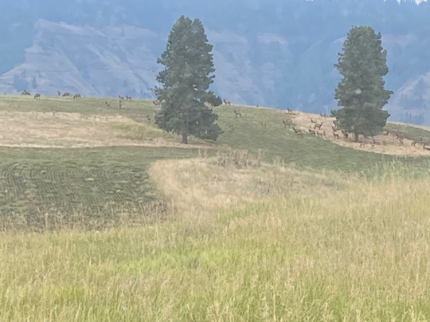 Elk enjoying the young, tender grass