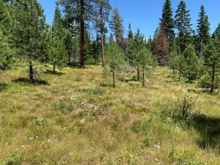 Ungrazed understory in Teanaway community forest.