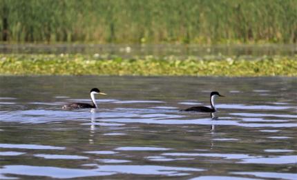 A pair of Western grebes swimming near emergent vegetation on Long Lake.